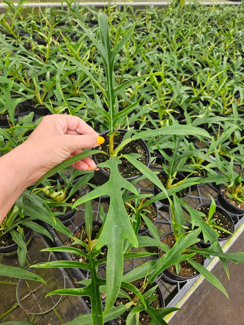 FreshFromGreenhouse Philodendron Tortum - Thumbnail 2