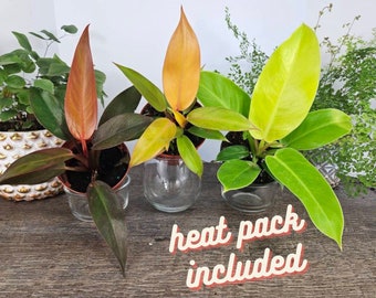 Philodendron Bundle 3 plants, 1 Moonlight, 1 Prince of Orange, 1 Red Sun all 4" pots, live Philodendron plants | plant lover gift |