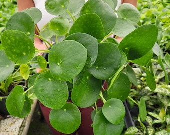 Pilea Peperomioides, Pilea plant, Pilea peperomia plant 4" pot - live Chinese money plant