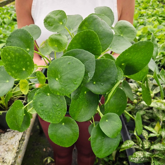 Pilea Peperomioides - Chinese Money Plant 4" Pot / Grower Pot by Succulents Box