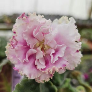 May include: A close-up of a pink and white African violet flower with ruffled petals. The flower is in bloom and has a delicate, feminine appearance.