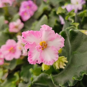 Harmony&#39;s Sparkling Money African Violet live plant, young pre-finished starter in a 4&quot; pot | 2 plants required per order |