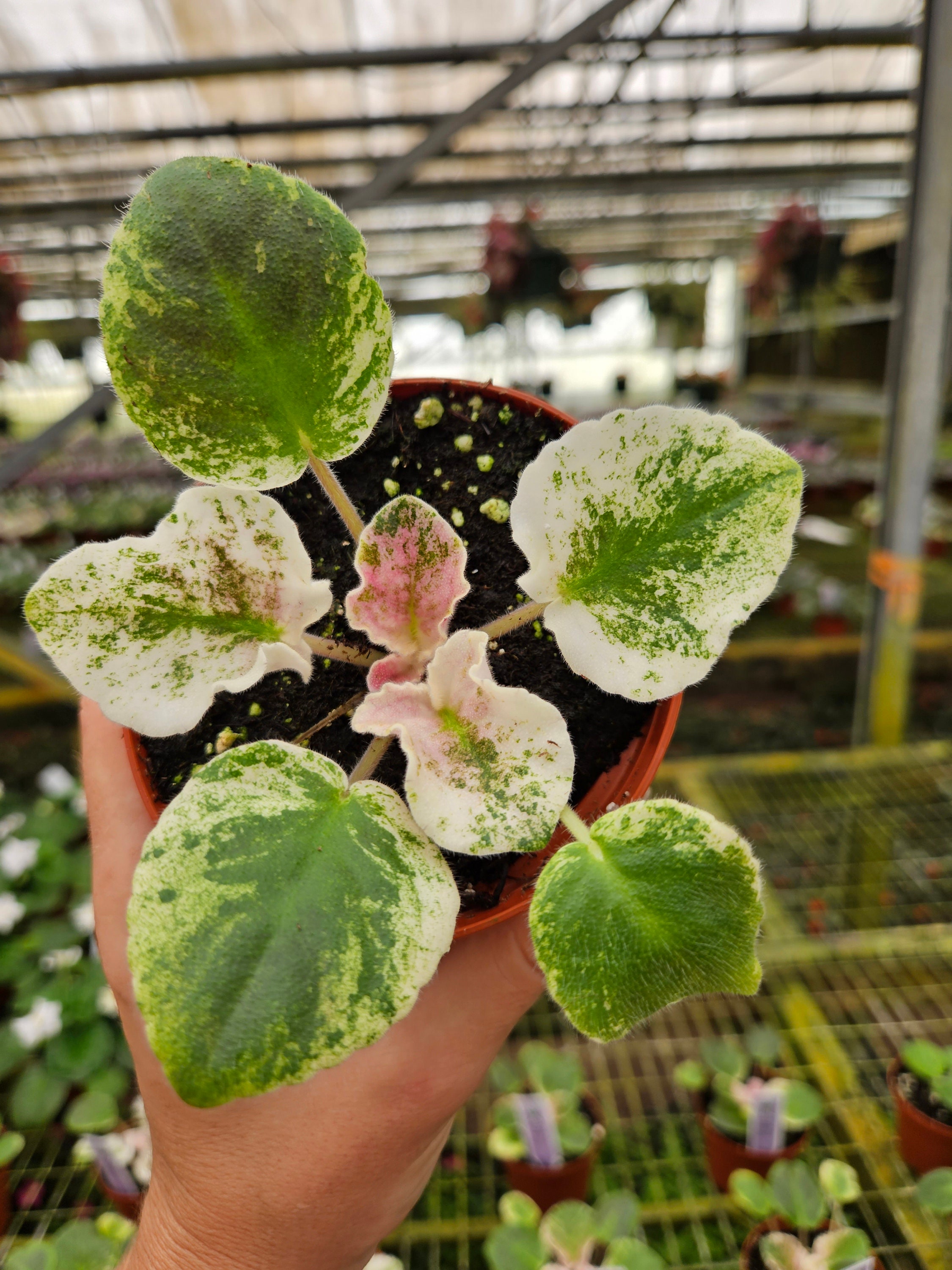 Harmony's Purple Passion African Violet Live Plant, Young Pre