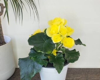 Rieger Begonia flowering begonia plant 5" tuberous Begonia live plant, indoor flowering plants  | 2 plants required per order |