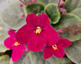 CURRENTLY BLOOMING African Violet live plant flowering 4.5" live african violet plant, blooming Violet plant | 2 plants required per order |