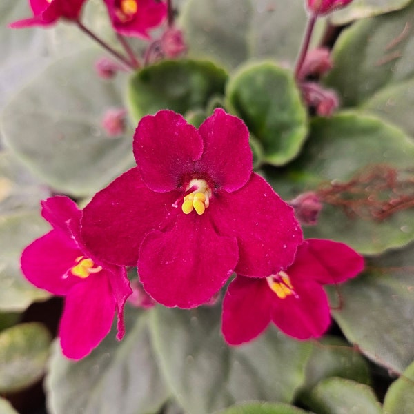 CURRENTLY BLOOMING African Violet live plant flowering 4.5" live african violet plant, blooming Violet plant | 2 plants required per order |