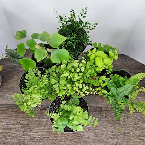 Maidenhair Fern Bundle, live maidenhair fern plants 4" pots Fritz, Bronze venus, Silver dollar, Fragrans