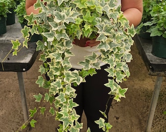 White Variegated English Ivy live plant in a 3" pot | 2 plants required per order |