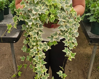 White Variegated English Ivy Live Plant | 2 plants required per order |
