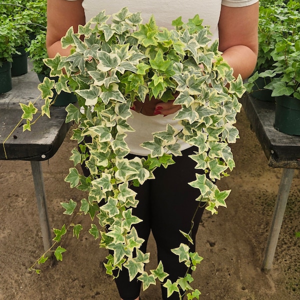 White Variegated English Ivy live plant in a 3" pot | 2 plants required per order |