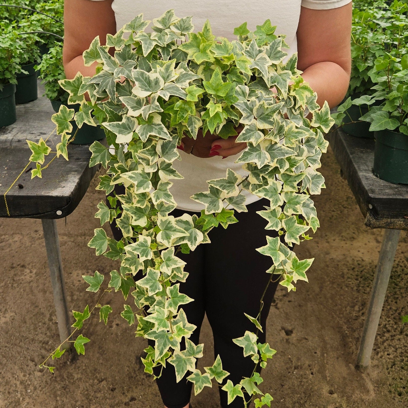 White Variegated English Ivy Live Plant | 2 Plants Required per Order | -  Etsy