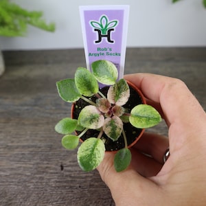 Rob's Argyle Socks Mini African Violet live plant in a miniature 2" pot | 2 plants required per order |
