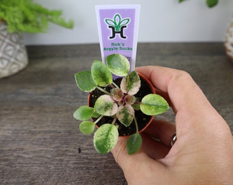 Rob's Argyle Socks Mini African Violet live plant in a miniature 2" pot | 2 plants required per order |