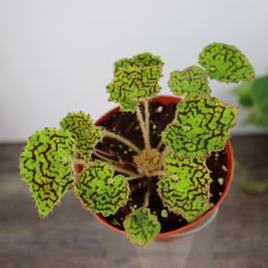 May include: A potted Begonia plant with vibrant green leaves patterned with dark red markings. The plant is in a small, orange-brown pot, viewed from above. The leaves have a textured, ruffled edge.