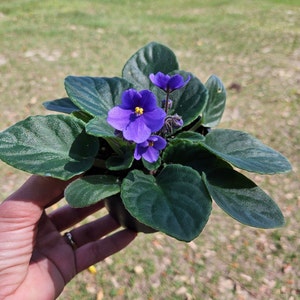 Currently Blooming African Violet live plant in a 4&quot; pot | Blue Violet | 2 plants required per order |
