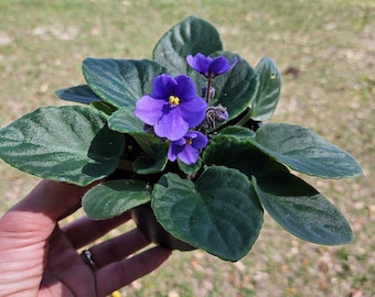 Currently Blooming African Violet live plant in a 4" pot | Blue Violet | 2 plants required per order |
