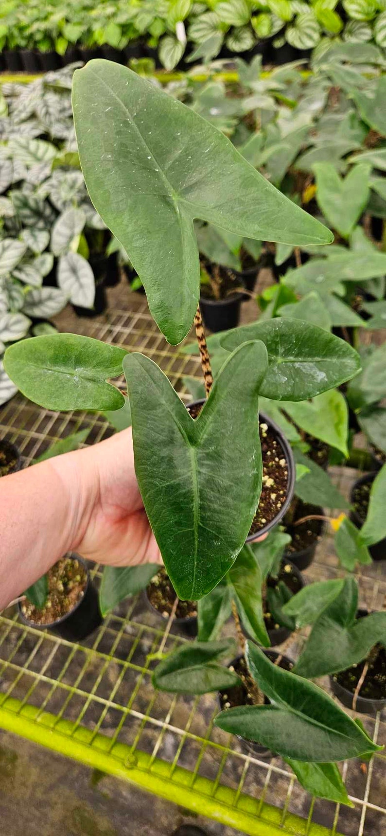 FreshFromGreenhouse Alocasia Zebrina
