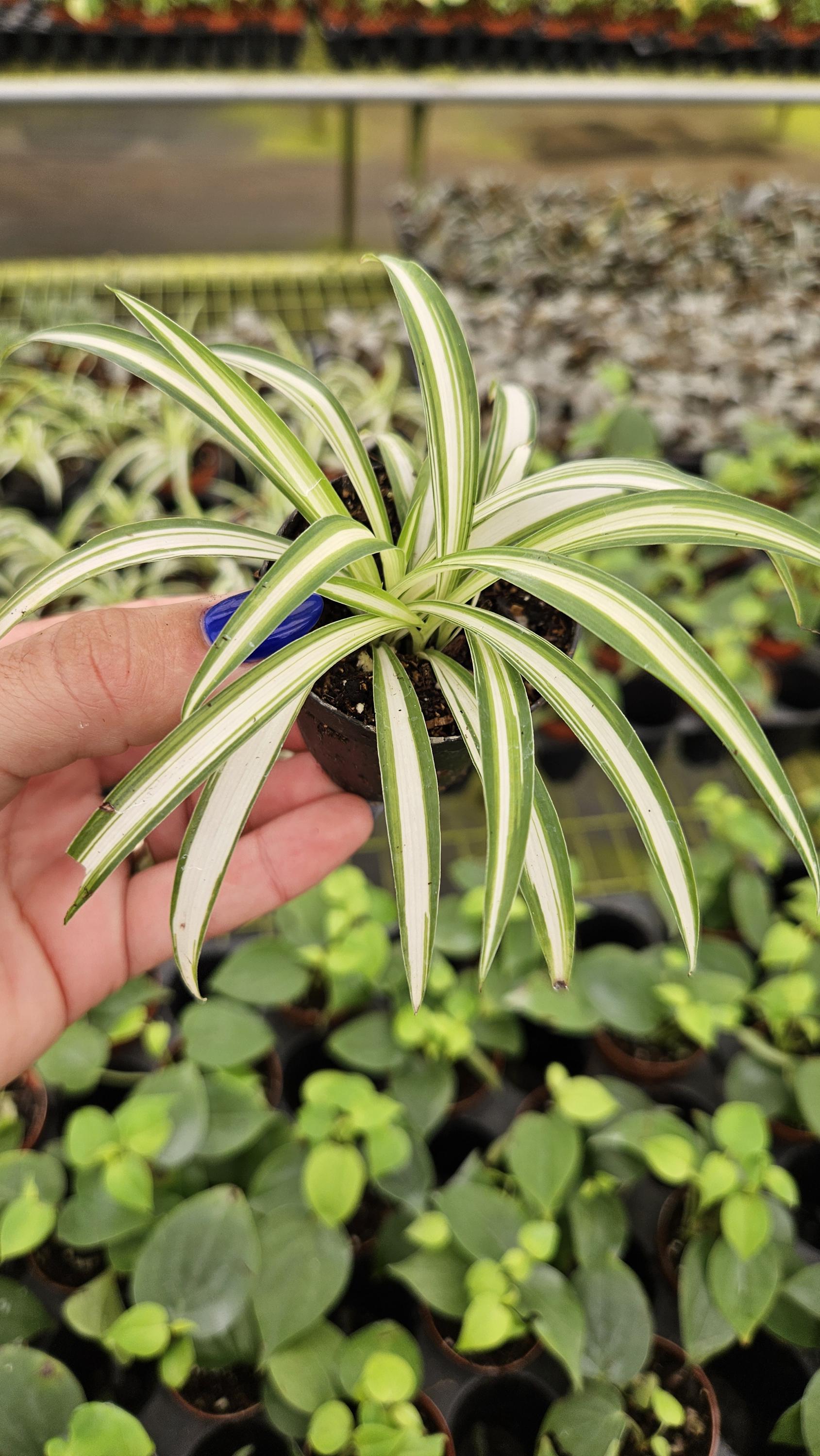 Spider Plant, Chlorophytum Comosum Live Plant in a Miniature 2" Pot | 2  Plants Required per Order - Etsy