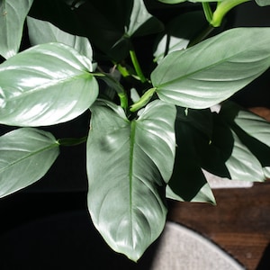 Philodendron Silver Sword Hastatum 4" Pot, Live Silver philodendron, Silver sword philodendron tropical plant | 2 plants required per order