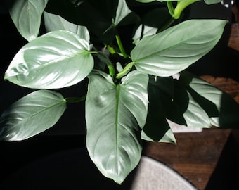 May include: A close-up of a houseplant with large, silver-green leaves. The leaves are arranged in a fan shape, with the tips of the leaves pointing towards the center of the plant.