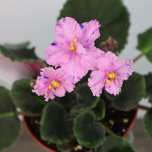 Harmony&#39;s Mustang Sally African Violet live plant, young starter in a 4&quot; pot | plant lover gift | | 2 plants required per order |