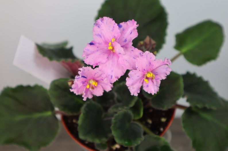 Pode incluir: Uma planta de violeta africana rosa com tr&ecirc;s flores. As flores s&atilde;o de cor rosa claro com manchas rosa escuro e centros amarelos.
