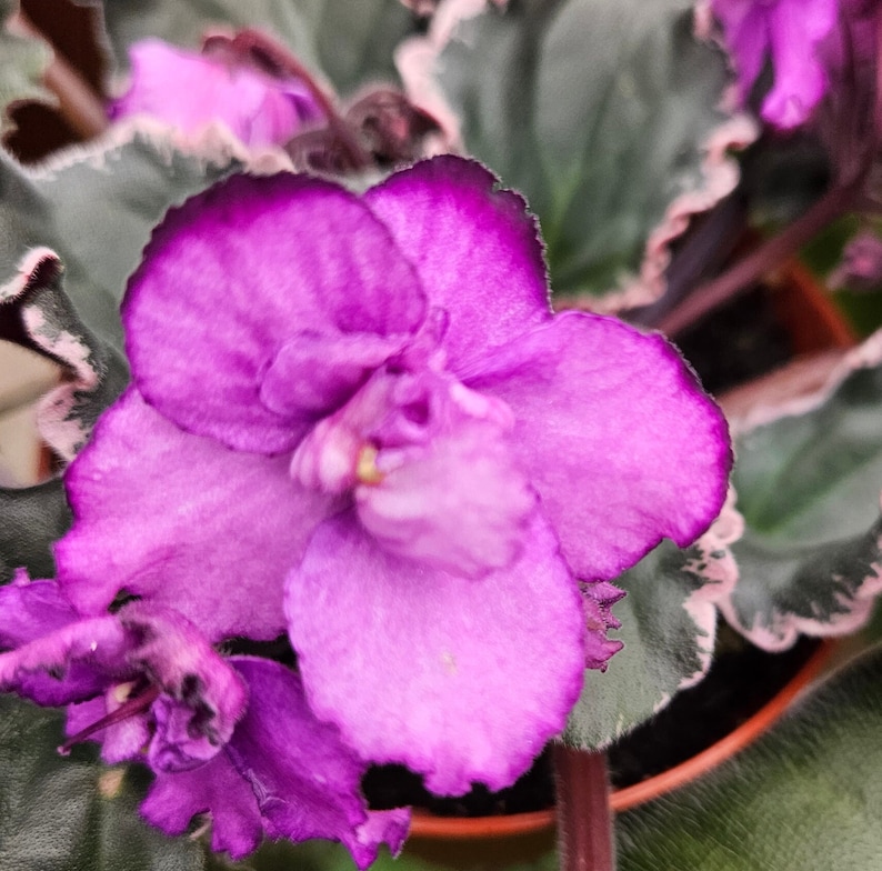 May include: A close-up of a vibrant purple African violet flower with a dark purple rim. The flower has a delicate, ruffled texture and is surrounded by green leaves with a silvery sheen.
