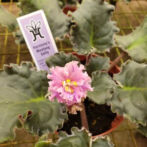 Pode incluir: Uma planta de violeta africana rosa com folhas crespas e uma &uacute;nica flor rosa com centro amarelo. A planta est&aacute; etiquetada como "Harmony's Mustang Sally".