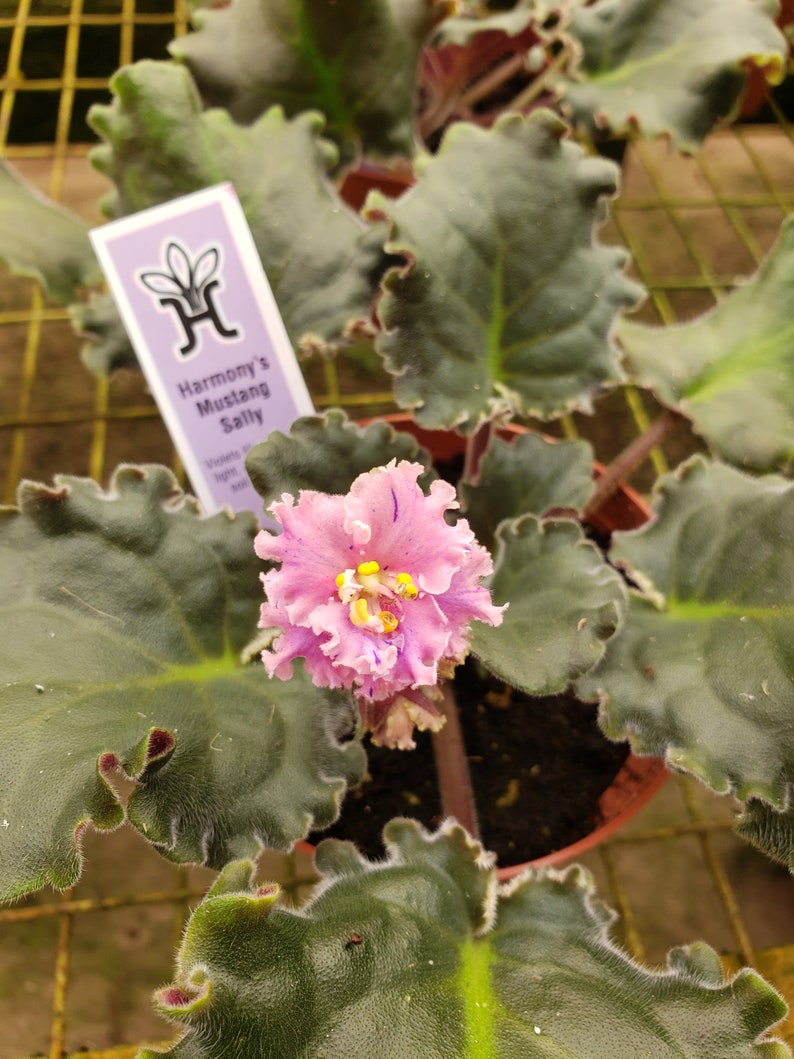 Pode incluir: Uma planta de violeta africana rosa com folhas crespas e uma &uacute;nica flor rosa com centro amarelo. A planta est&aacute; etiquetada como "Harmony's Mustang Sally".