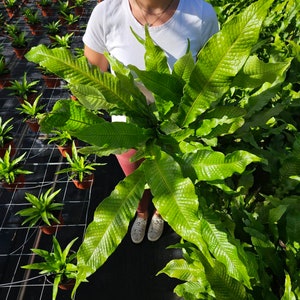 Crocodile fern plant ,Microsorum musifolium Crocodyllus crocodyle fern houseplant in a 4" pot | 2 plants required per order |