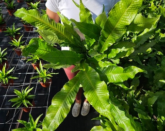Fern plant, Crocodile fern plant ,Microsorum musifolium Crocodyllus crocodyle houseplant | 2 plants required per order |