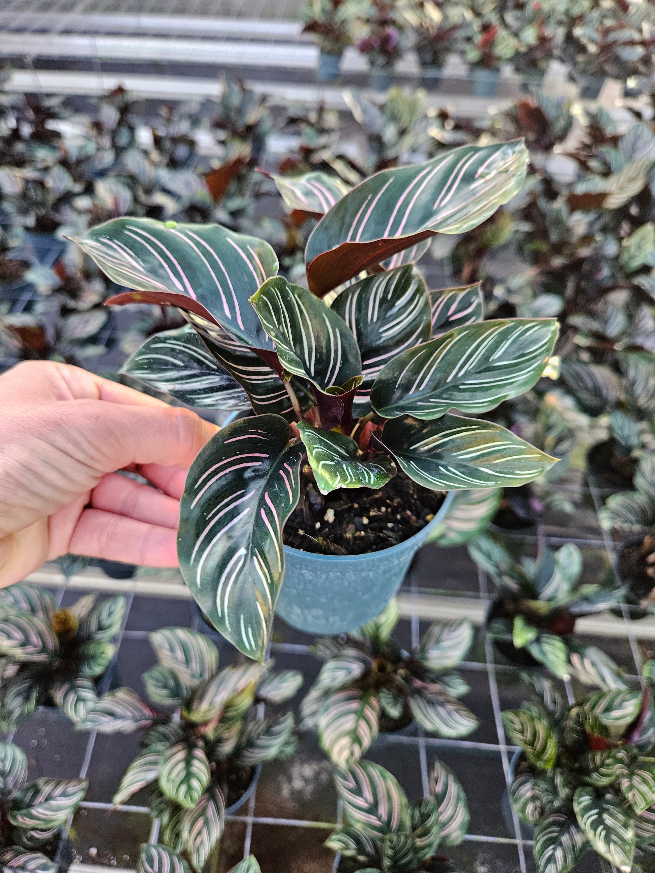 Calathea Pink Pinstripe Live Plant, Ornata Calathea Pink Indoor