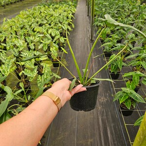 Puede incluir: Una planta en maceta con hojas y tallos largos y verdes se sostiene en una maceta negra. La planta est&aacute; en un invernadero, rodeada de otras plantas en maceta. El fondo muestra hileras de plantas bajo luz artificial.