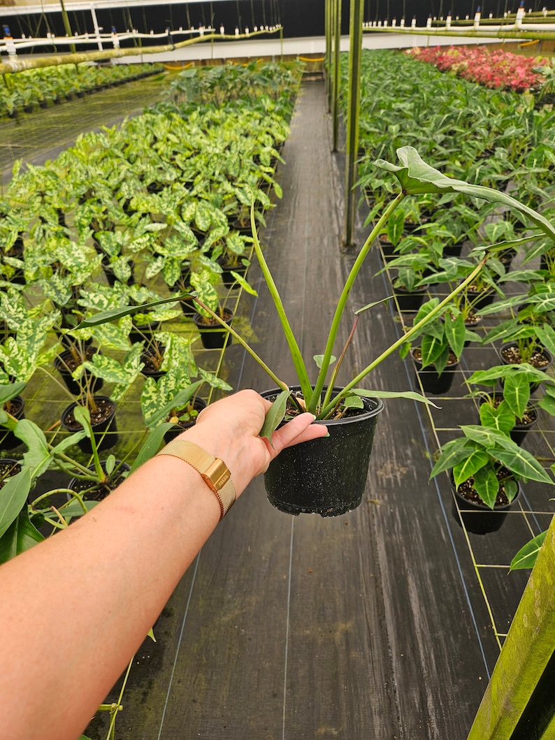 Puede incluir: Una planta en maceta con hojas y tallos largos y verdes se sostiene en una maceta negra. La planta est&aacute; en un invernadero, rodeada de otras plantas en maceta. El fondo muestra hileras de plantas bajo luz artificial.