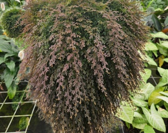 Rainbow moss fern plant selaginella peacock uncinata, live terrarium iridescent moss in a 4" pot | 2 plants required per order |