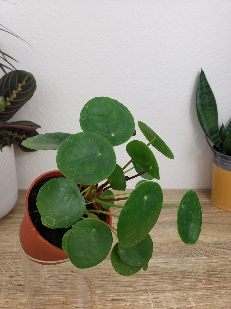 Pilea Peperomioides