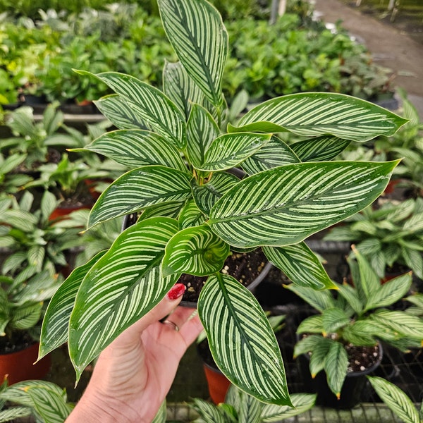 Calathea Vittata 6" pot, live calathea plant, white stripe calathea plant | plant lover gift | 2 plants required per order |