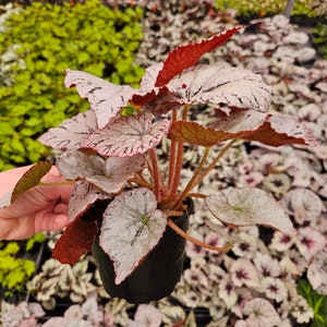 Begonia Silver Dollar, White Gray Variegated Live House Plant in a 5 pot, terrarium vivarium 2 item minimum on orders image 3