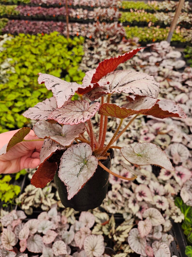 Begonia Silver Dollar, White Gray Variegated Live House Plant in a 5 pot, terrarium vivarium 2 item minimum on orders image 3