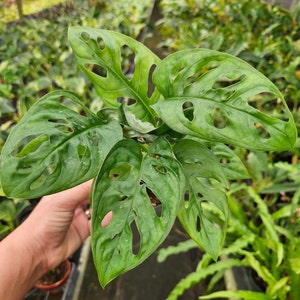 Swiss Cheese Plant Monstera Adansonii 4&quot; pot, Live swiss cheese plant , swiss cheese monstera tropical plant | 2 plants required per order |