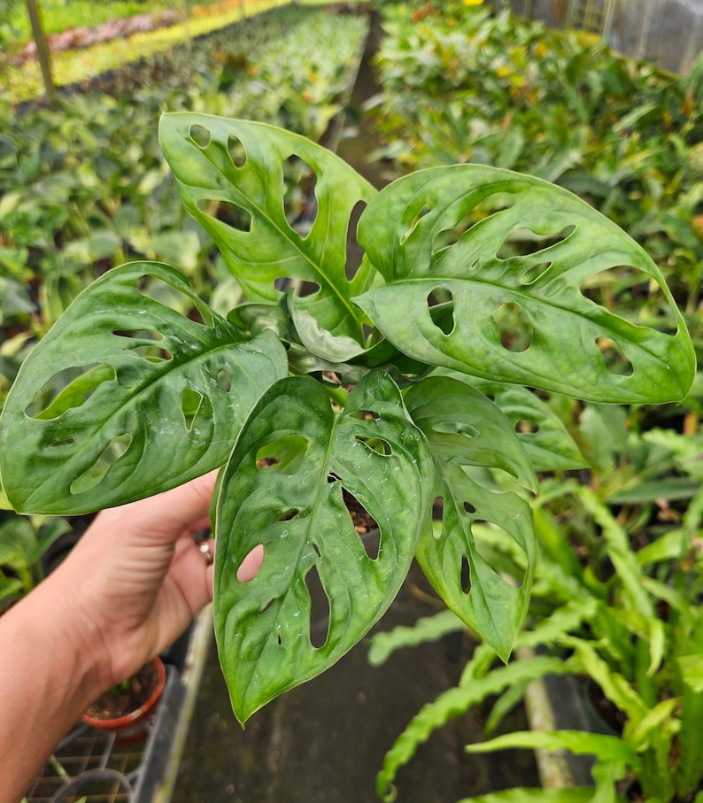 Swiss Cheese Plant Monstera Adansonii 4 Pot Live Swiss Etsy