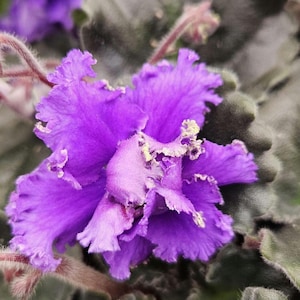 Harmony&#39;s Blue Frills African Violet live plant, young pre-finished starter in a 4&quot; pot | 2 plants required per order |