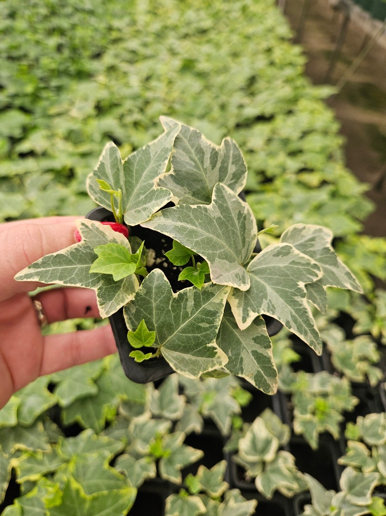 FreshFromGreenhouse English Ivy Plant - Thumbnail 5
