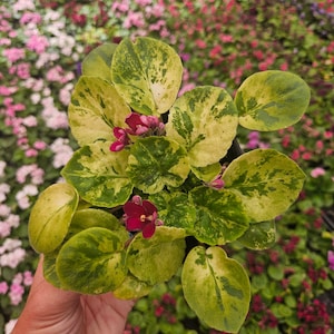 Currently Blooming African Violet live plant in a 4&quot; pot | Cherry Variegated Violet | 2 plants required per order |