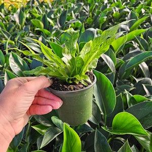 Crocodile fern plant ,Microsorum musifolium Crocodyllus crocodyle fern houseplant in a 4 pot 2 plants required per order image 2