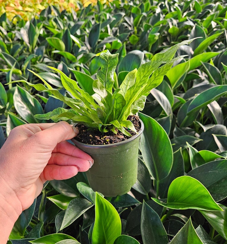 Crocodile fern plant ,Microsorum musifolium Crocodyllus crocodyle fern houseplant in a 4 pot 2 plants required per order image 2