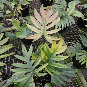 Philodendron Mayoi | plant in a 6&quot; pot, live rare tropical philodendron houseplant | two plant minimum with orders |