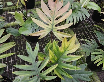 Philodendron Recurvifolium - Etsy