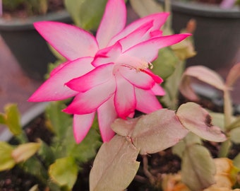 thumbnail image 2 of Christmas Cactus (Schlumbergera-Hybride), Potted Plant Stock Photo - Alamy 2 of 9