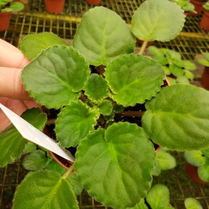 May include: A close-up of an African violet plant in a small brown pot. The plant has large, textured, green leaves. Other potted plants are visible in the background, suggesting a greenhouse setting. A white tag is partially visible.